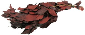 Verdissimo Hedera Arborea ветви стабилизированные red