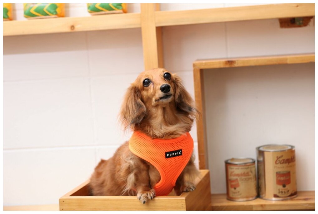 Шлейка для собак дышащая Puppia "Neon Soft", оранжевая, S (Южная Корея) - фотография № 3