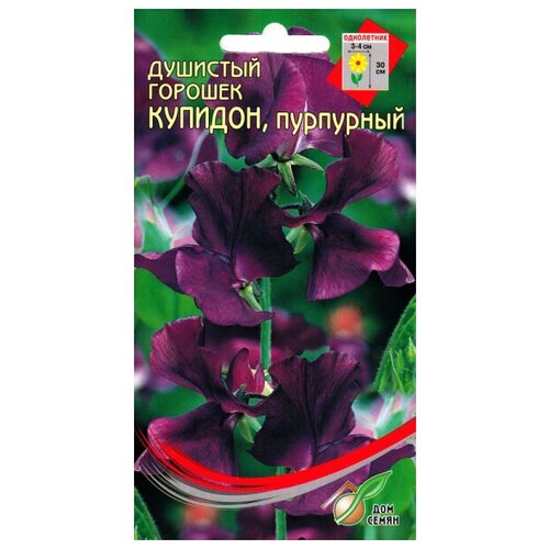 Горошек душистый Купидон пурпурный, 6 семян горошек душистый бийо 10 семян