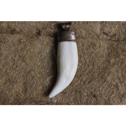 Клык медведя