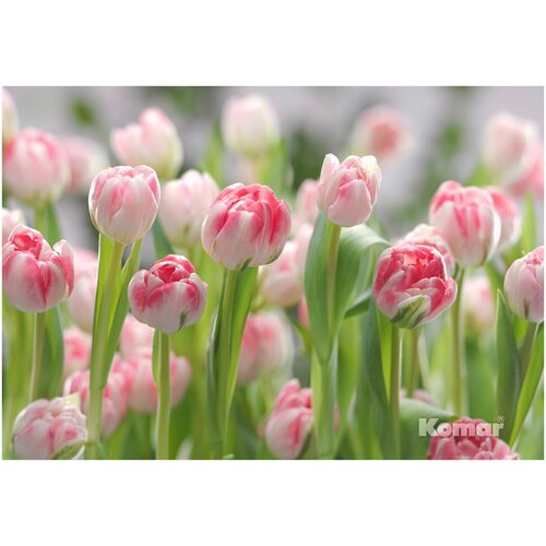 Фотообои бумажные KOMAR 