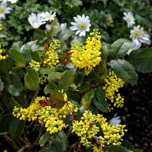 Магония падуболистная (лат. Mahonia aquifolium) семена 25шт + подарочек шиповник многоцветковый лат rosa multiflora семена 25шт подарочек