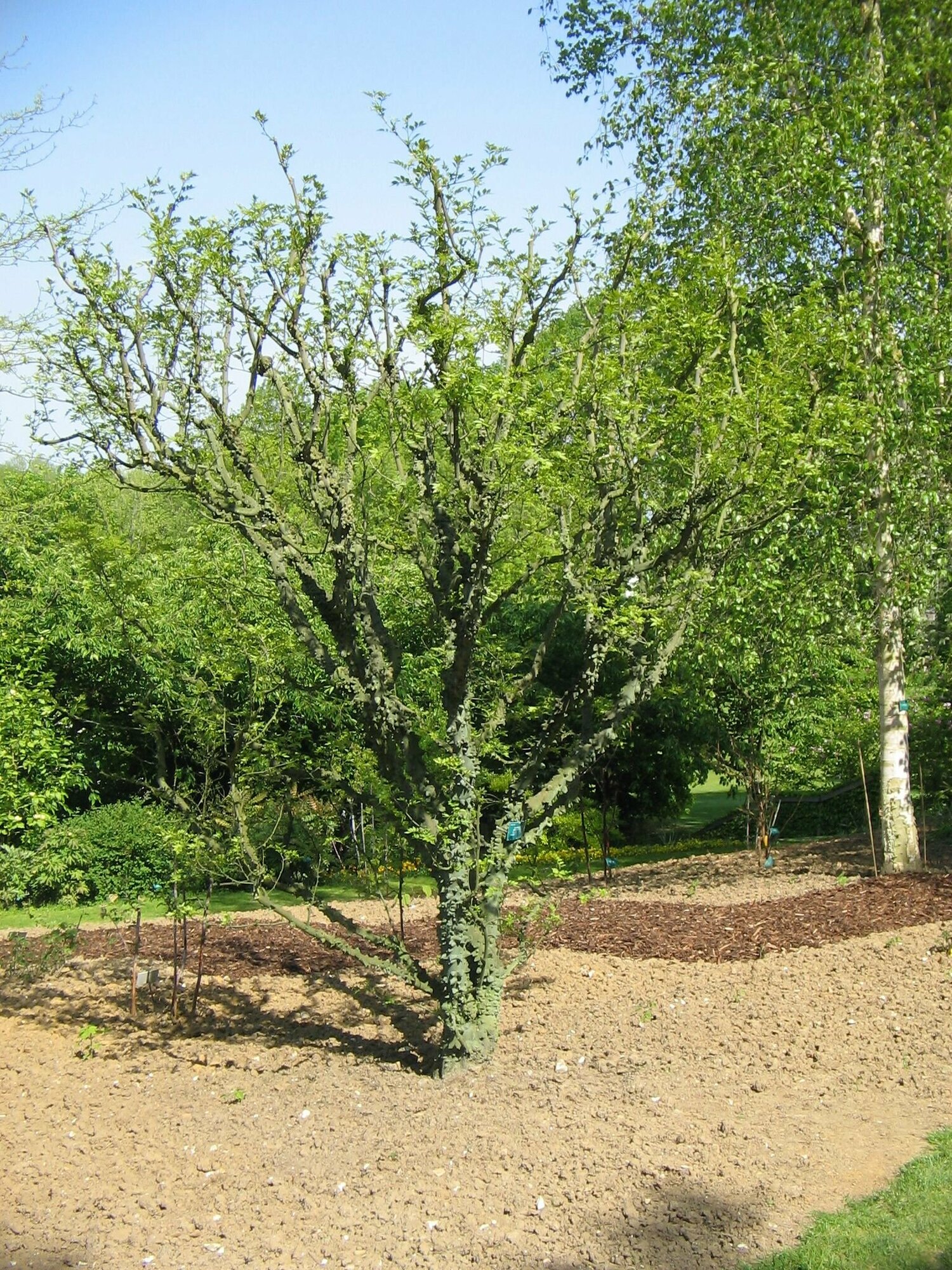 Зантоксилум ( лат. Zanthoxylum Alatum ) семена 15шт + подарочек