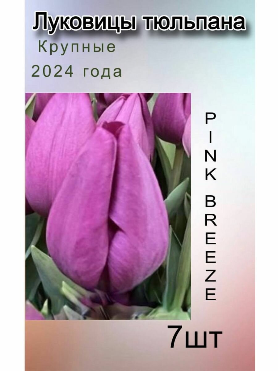 Луковицы Тюльпана Pink Breeze ( 7 шт)