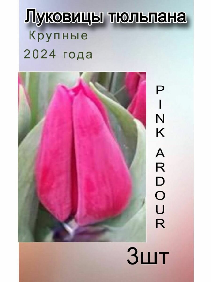 Луковицы Тюльпана Pink Ardour ( 3 шт)