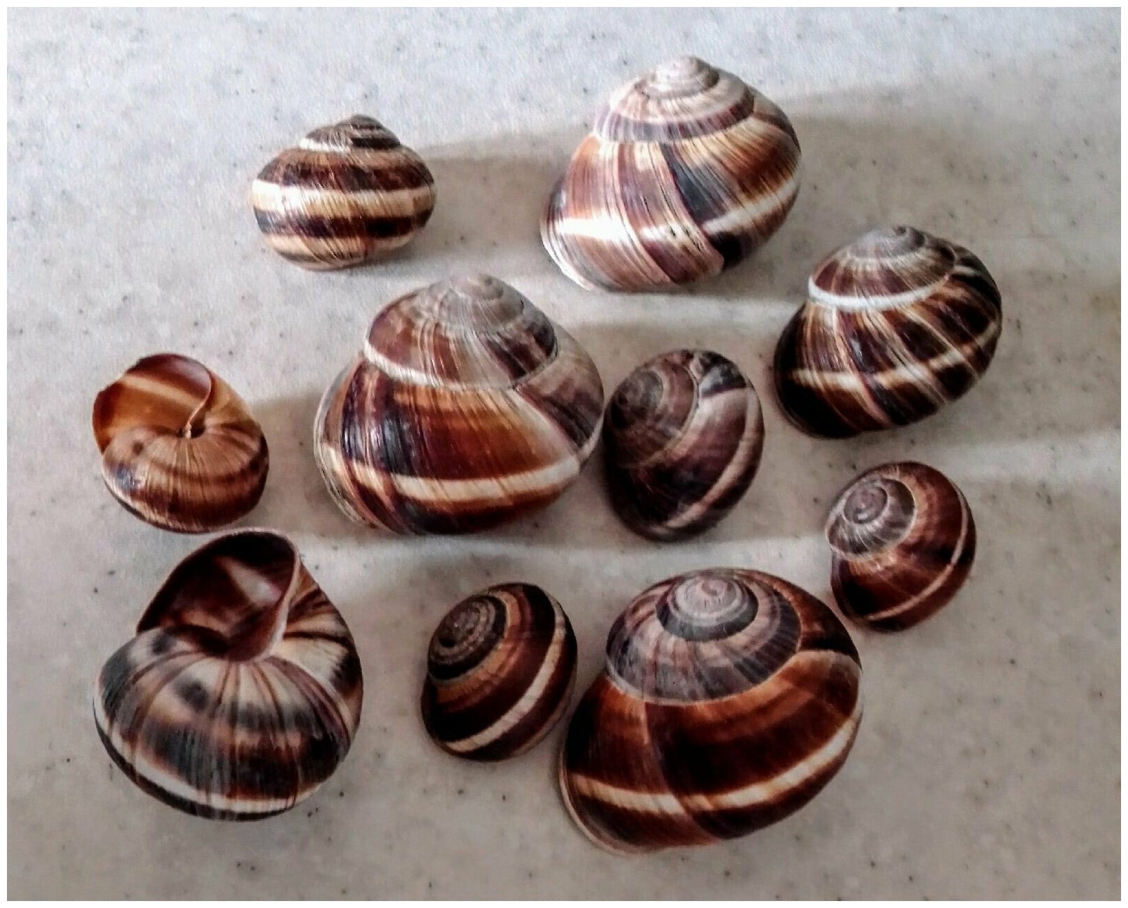 Дом в виде раковины улитки