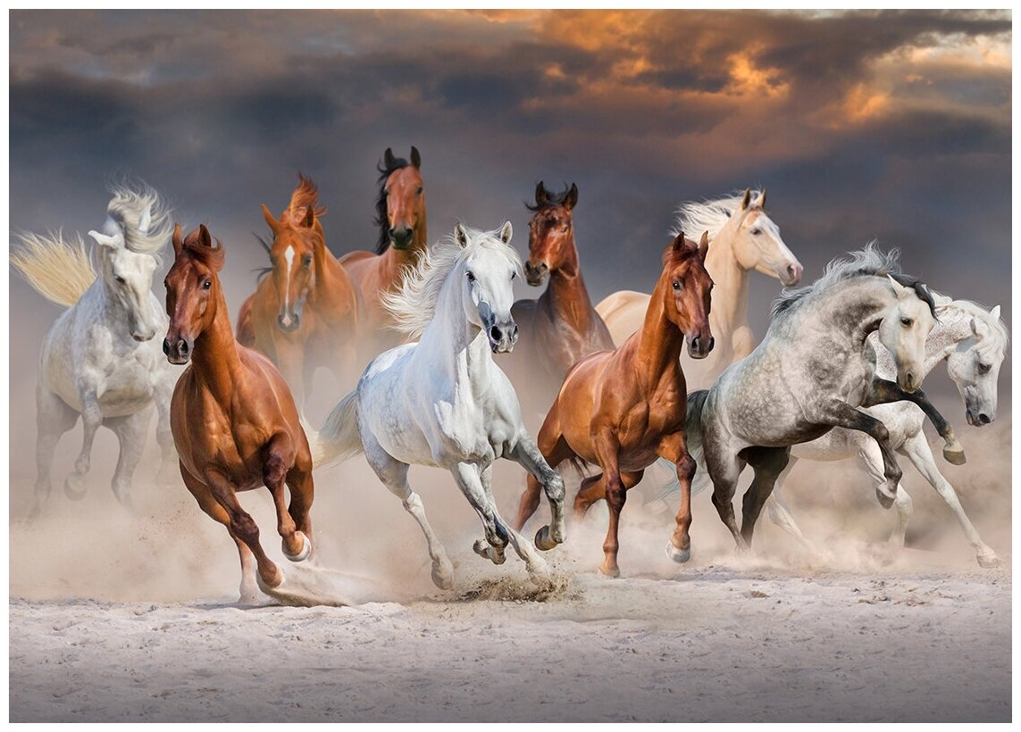 Бегущие лошади - Виниловые фотообои, (211х150 см)