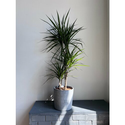 Пальма Драцена 9360₽