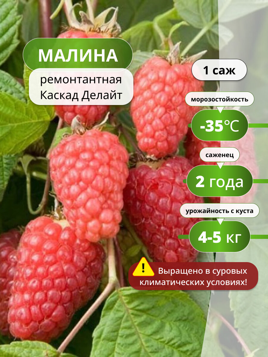 Малина ремонтантная Каскад Делайт, саженец малины, цвет красный