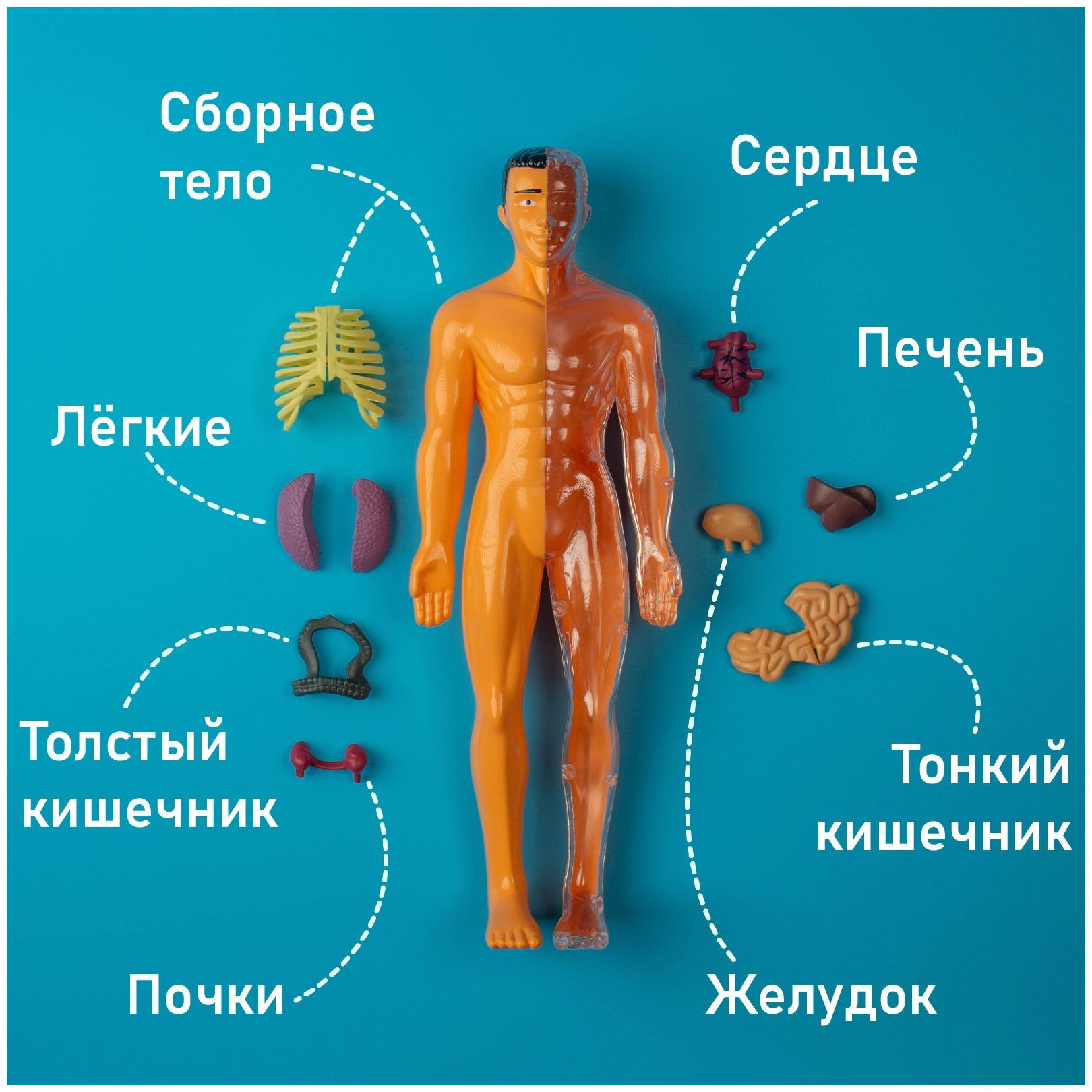 Набор для опытов "Строение тела", анатомия человека, для детей и малышей от 3 лет - фотография № 10