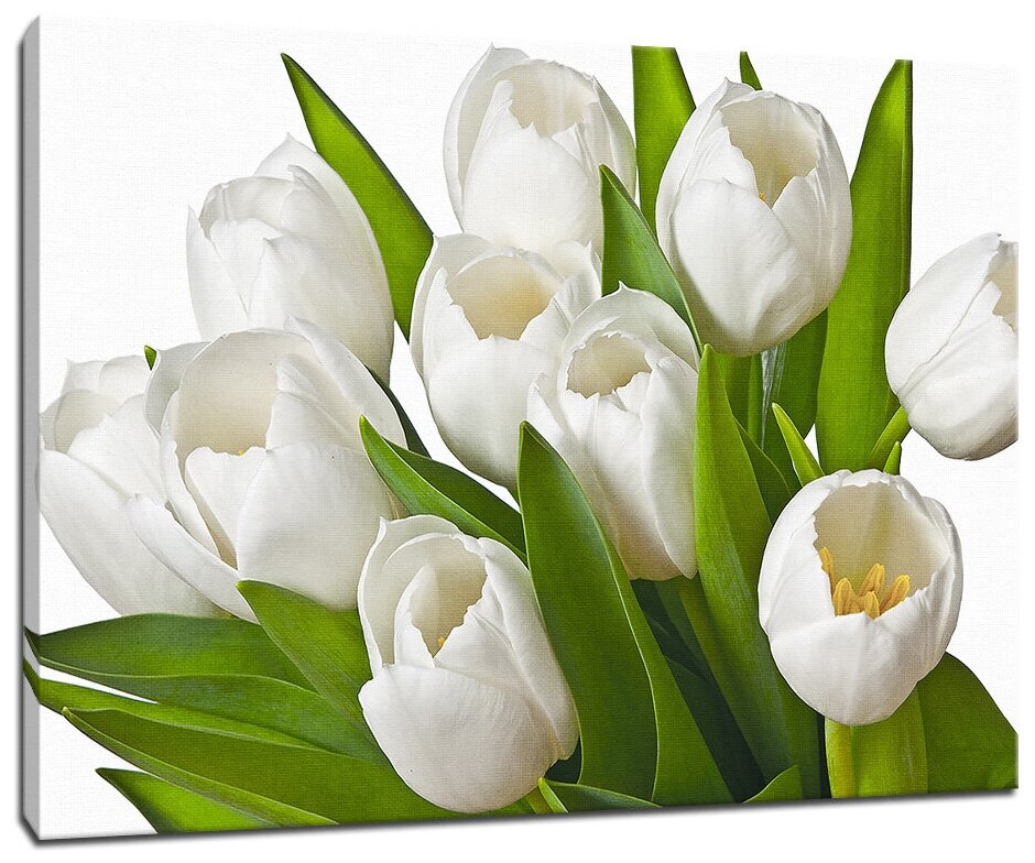 Картина Уютная стена "Белые тюльпаны на белом фоне" 90х60 см