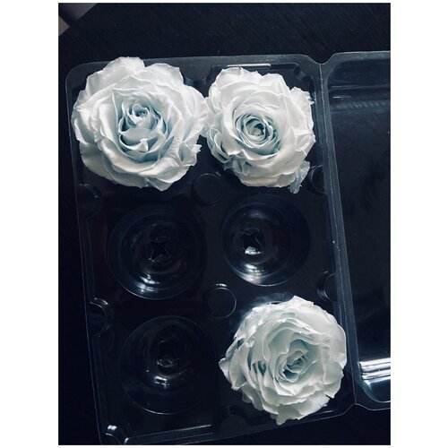 Стабилизированные розы/Optimum/Нежно-голубой цвет