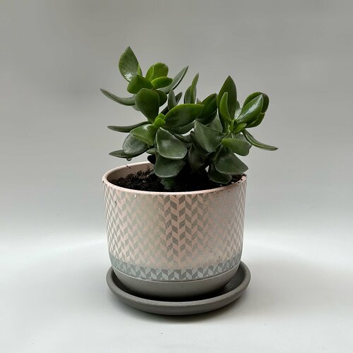 Денежное дерево (толстянка, крассула)