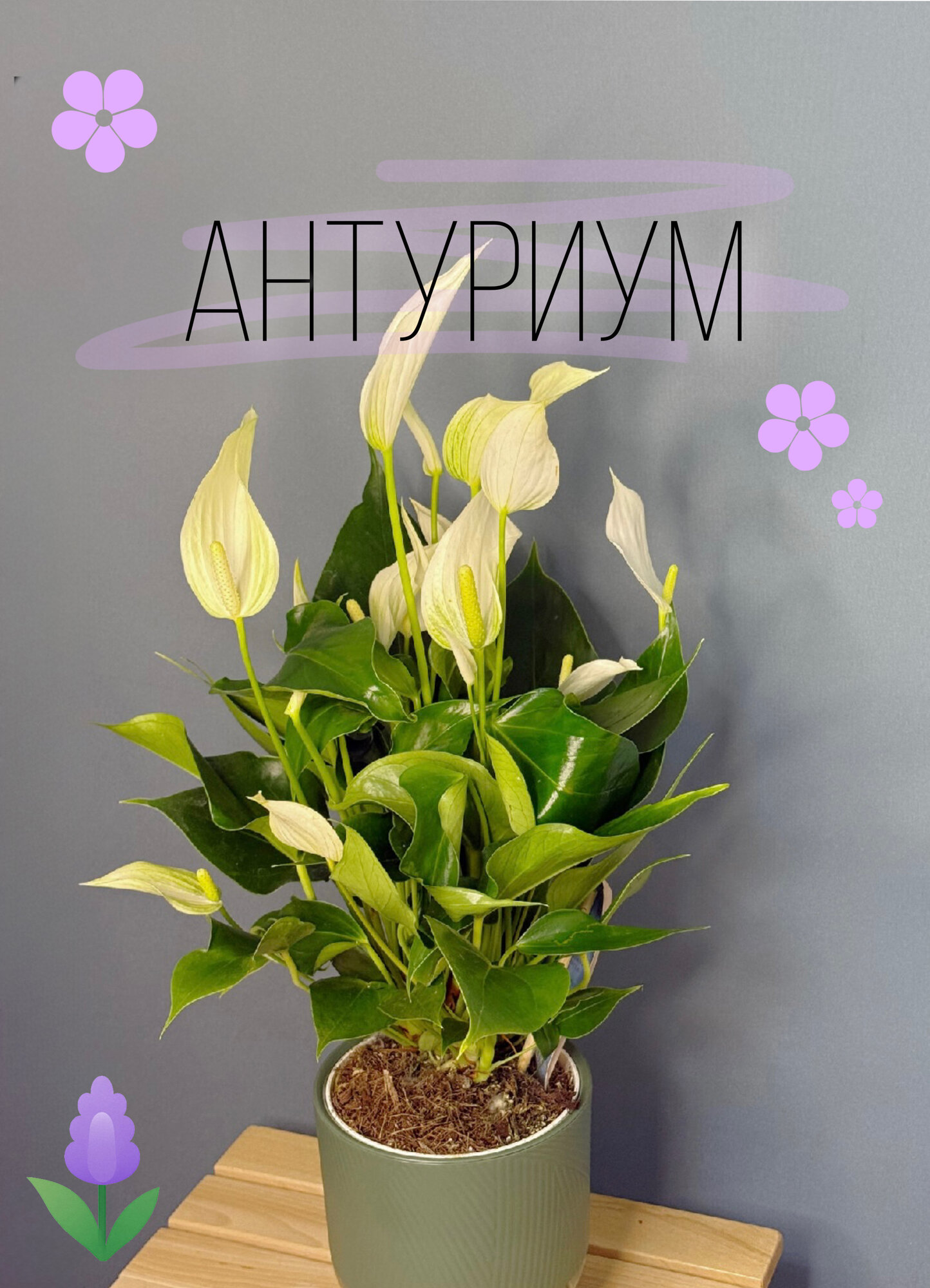 Антуриум Андреанум Белый (Anthurium andreanum) — чистота и изысканность в вашем интерьере