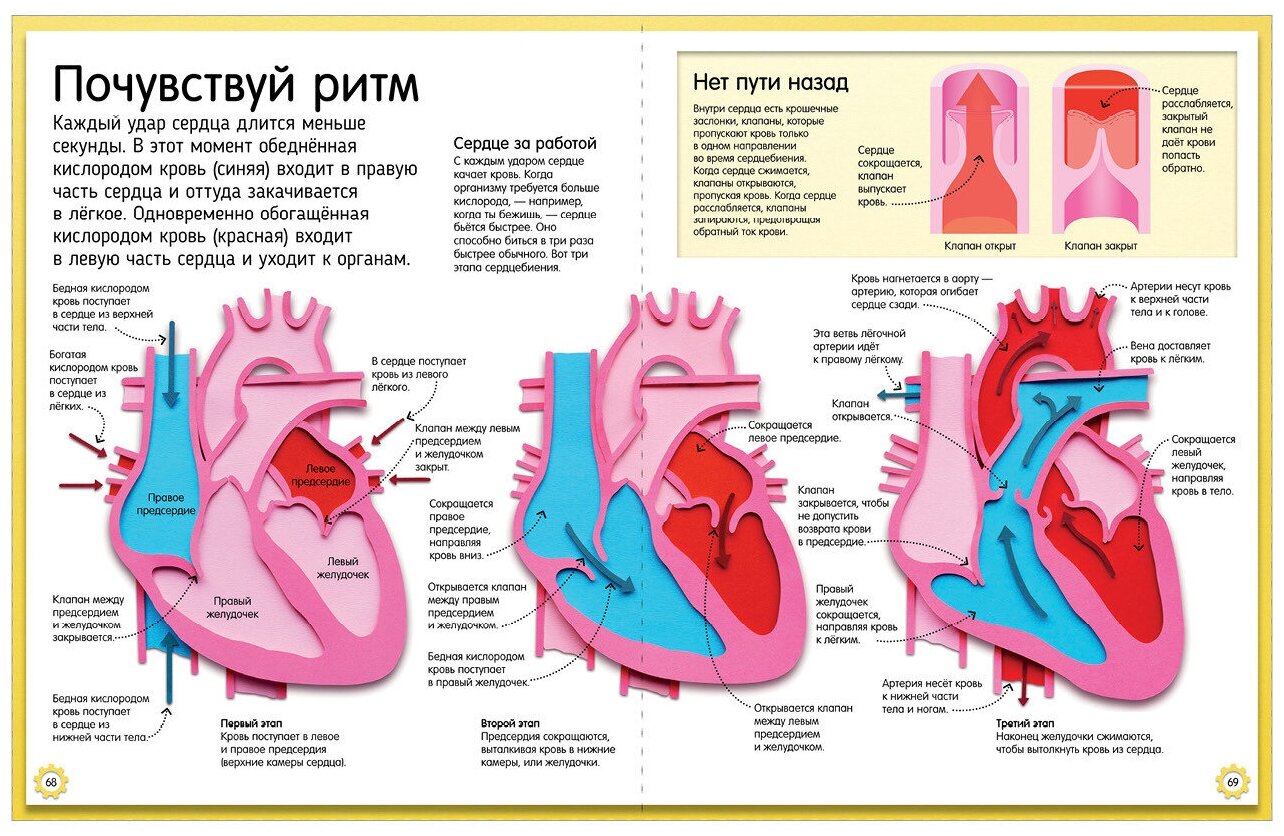 Книга Как устроено тело человека. Красочный путеводитель по нашему организму - фото №10