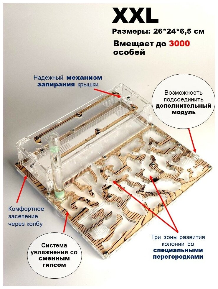 Большая муравьиная ферма "Сосна" XXL Люкс 26*24*6.5см - фотография № 2