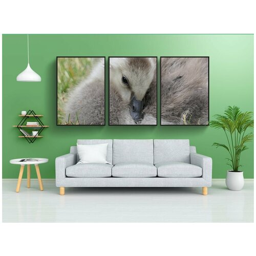 фото Набор модулных постеров для интерьера "утенок, детка, остальные" 60x90 см. в тубусе, без рамки lotsprints