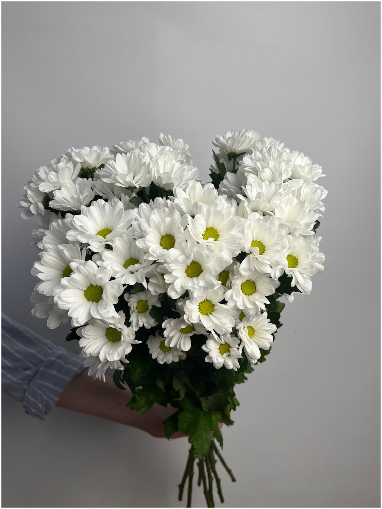 Букет из Хризантемы кустовая Ромашка белая 7 штук 70 см