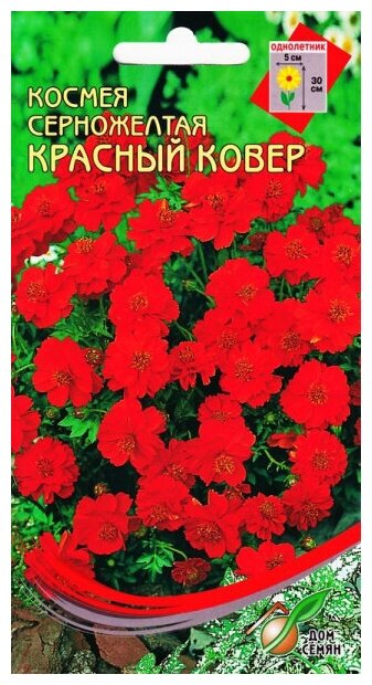 Космея Красный ковер карликовая 30 семян