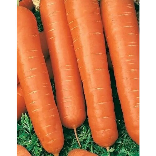 Коллекционные семена моркови Золотая осень
