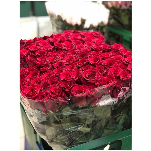 Розы красные/бордовые (Эквадор) 101 шт. в целлофане