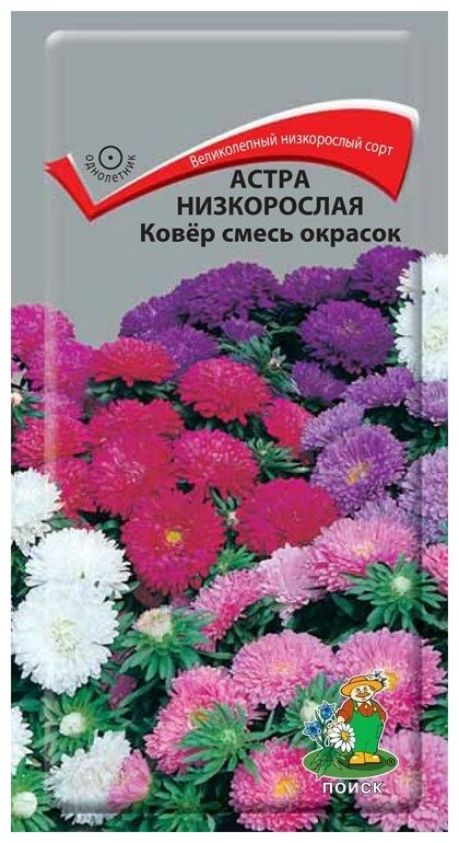 Астра низкорослая "Поиск" Ковёр смесь окрасок 0,2г