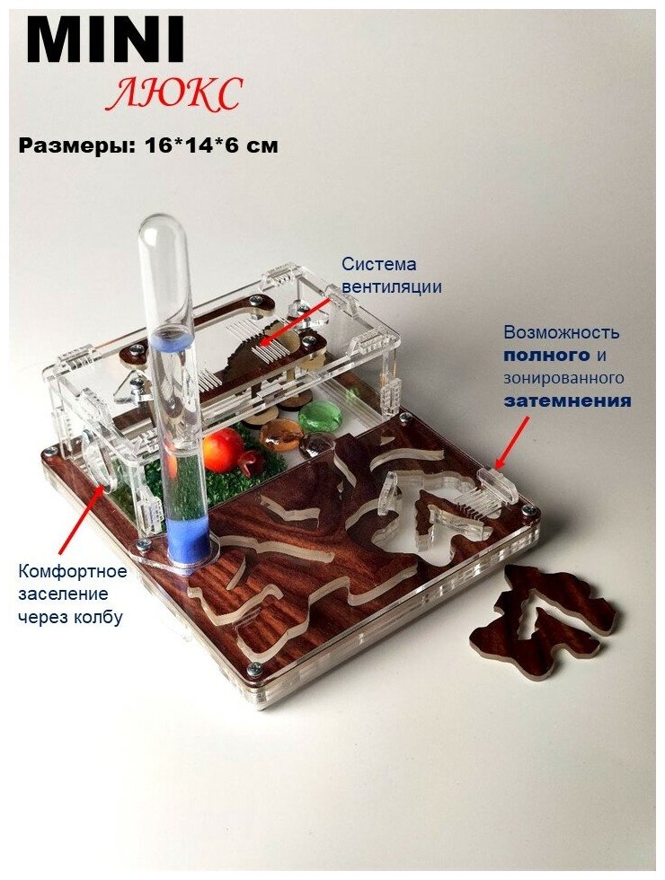 Муравьиная ферма "Орех" MINI 16*14 Комплект Комбо - фотография № 3