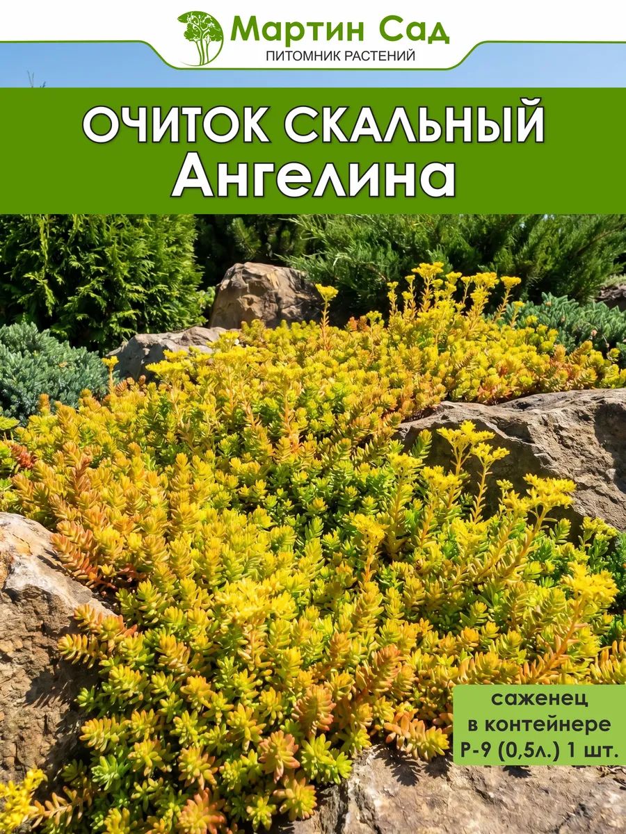 Очиток скальный Ангелина Р-9