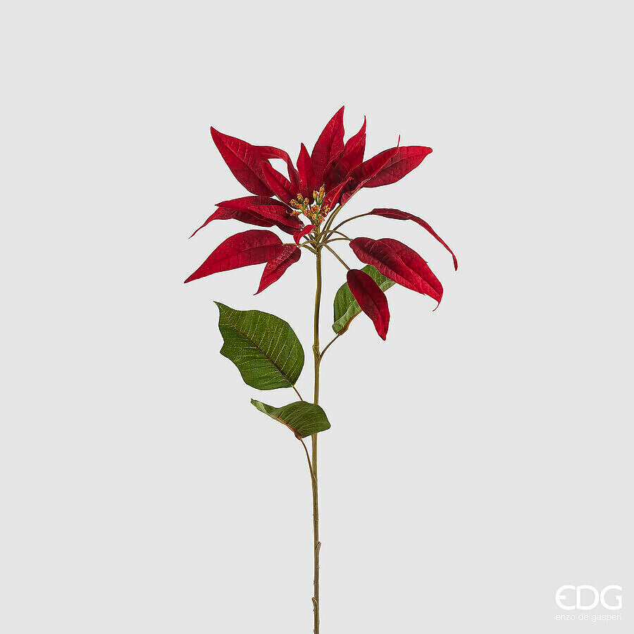Пуансеттия EDG 