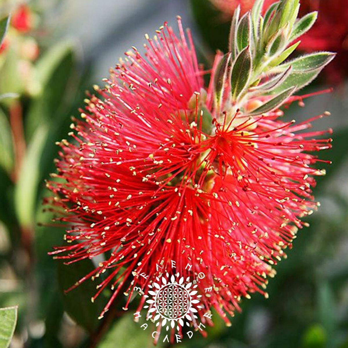 Семена Каллистемон лимонный (лат. Callistemon citrinus) 10шт от Green Legacy — фото 1