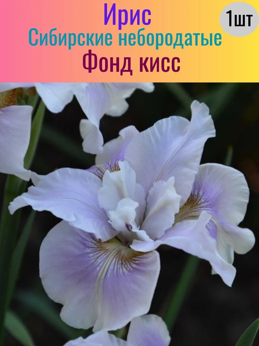 Ирис корневой 1 штука