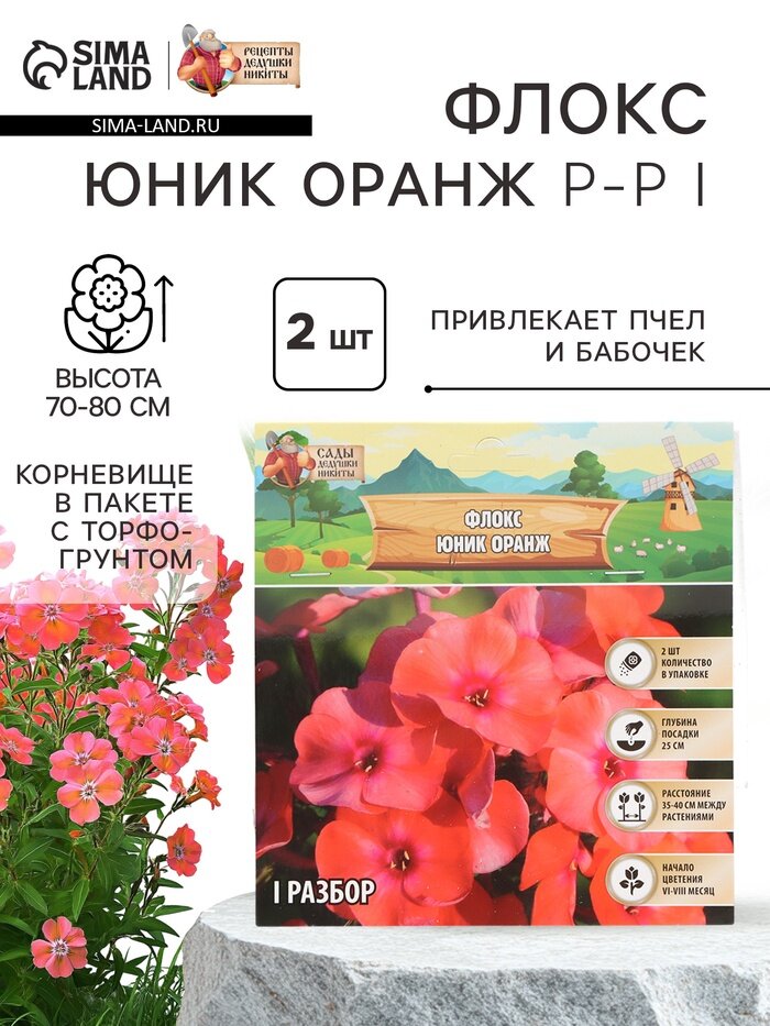 Флокс «Юник Оранж» корневище в пакете с торфогрунтом р-р I 2 шт.