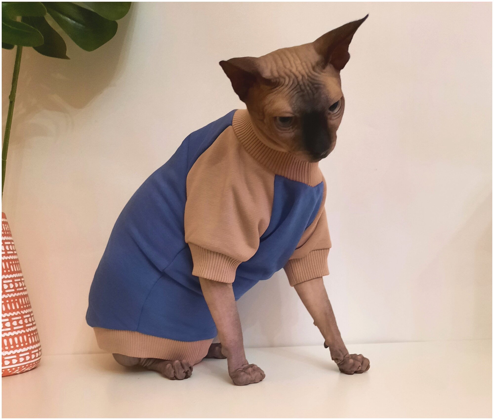 Свитшот для кошек, размер 30 (длина спины 30см), цвет индиго+бежевый/для сфинксов/сфинкс/одежда для кошек/кофта для кошек/свитер для кошек - фотография № 5