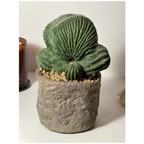 Реалистичный искусственный суккулент растение для дома Simbel №101. Искусственные растения, декор для дома, кактус