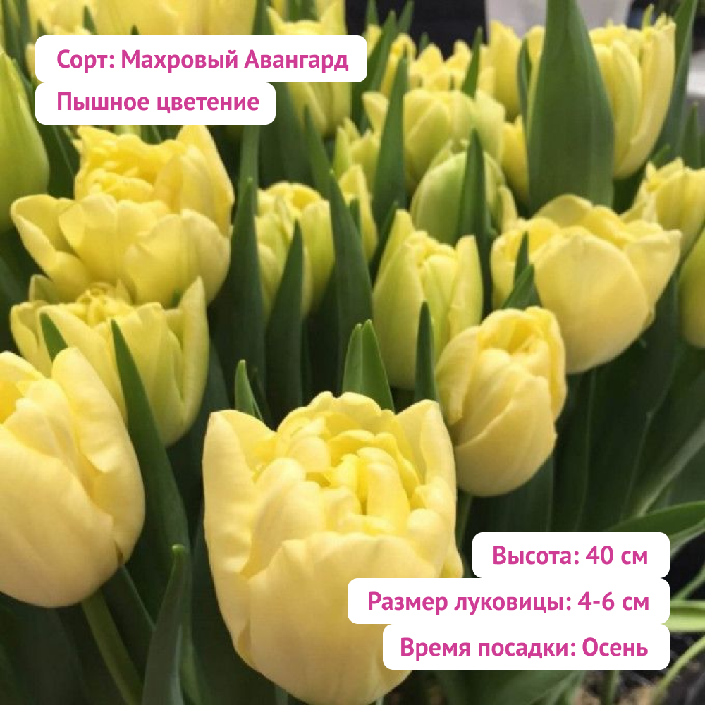 Луковицы махровых тюльпанов набор микс 15 шт - фотография № 7