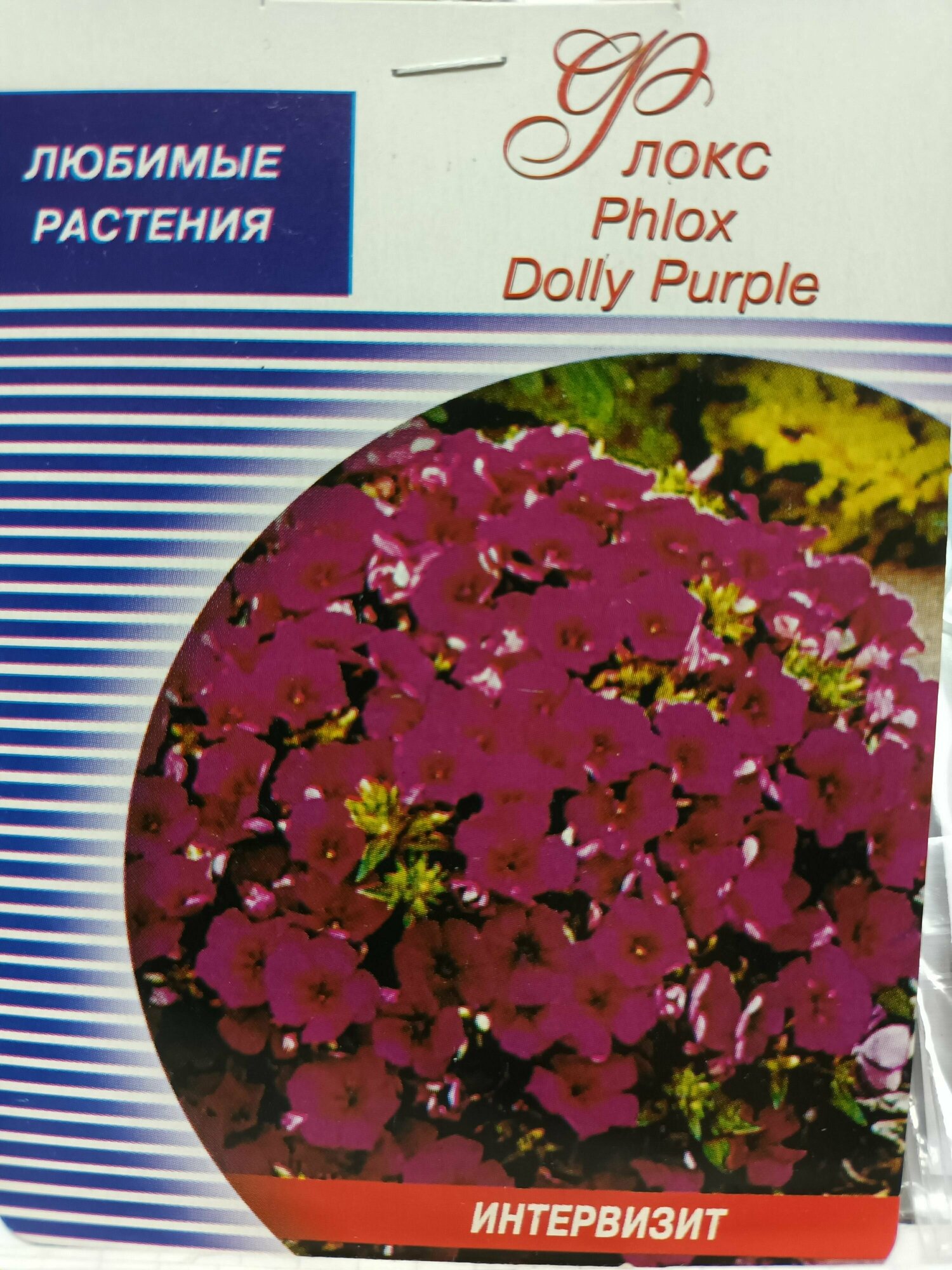 Флокс Phlox Dolly Purple семян