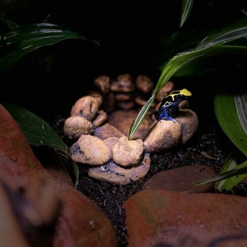 Поилка для рептилий и амфибий Hagen Exo-Terra Frog Pond Small 2290₽