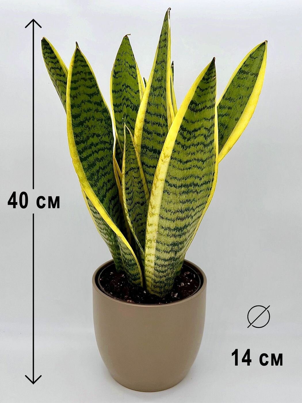 Сансевиерия Лауренти в пластиковом серо-коричневом кашпо, высота композиции 35-45 см