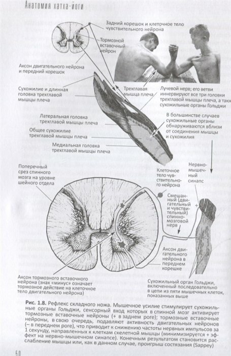 Анатомия хатха-йоги. Дополненное и обновленное издание - фото №10