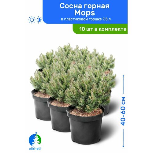 Сосна горная Mops 40-60 см в пластиковом горшке 7,5 л, саженец, хвойное живое растение, комплект из 10 шт