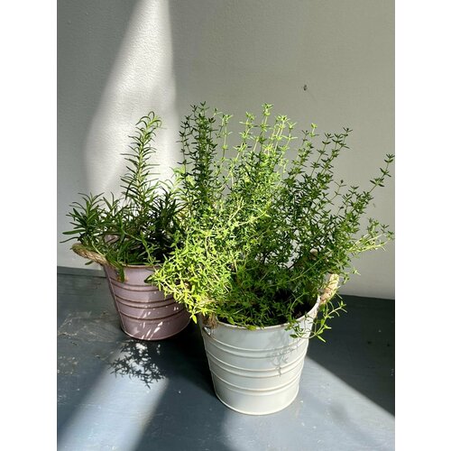 Набор пряных трав Все Зелено, для кухни, в ведерках в ассортименте