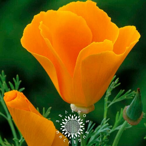 Семена Эшшольция калифорнийская (лат. Eschscholzia californica) 100шт