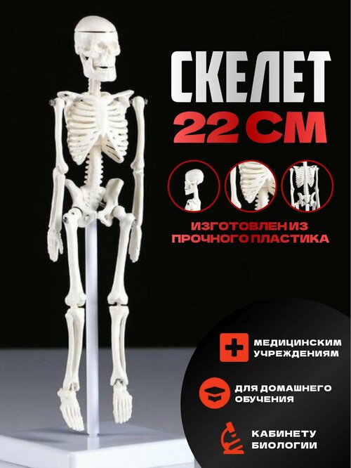 Макет скелет человека с органами анатомический модель 22 см