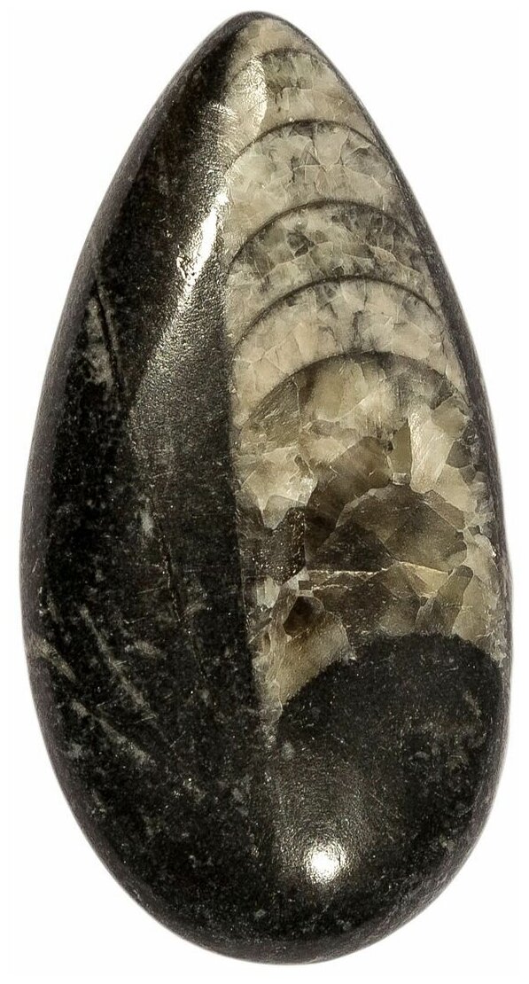 Кабошон Ортоцерас, природный, 43х22х5 мм, вес камня 7 грамм