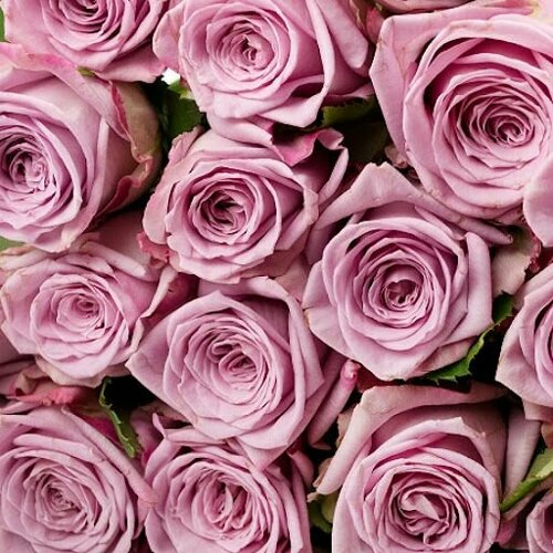 Цветы живые роза букет с лентой 9 штук, 40 см высота