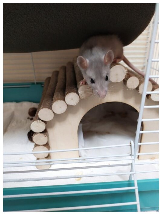 Домик в клетку для малых грызунов, мышей, хомяков 12х10х9см - фотография № 13