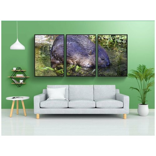 фото Набор модулных постеров для интерьера "бобр, водных животных, защищенный" 60x90 см. в тубусе, без рамки lotsprints