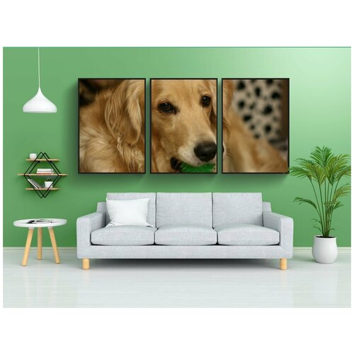 фото Набор модулных постеров для интерьера "собака, золотистый ретривер, домашний питомец" 60x90 см. в тубусе, без рамки lotsprints