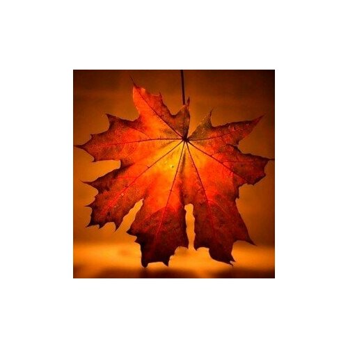 Купить Яркие грани Осенний лист DS360, Яркие Грани