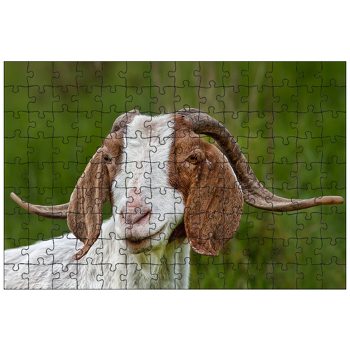 фото Магнитный пазл 27x18см."козел, животное, рога" на холодильник lotsprints